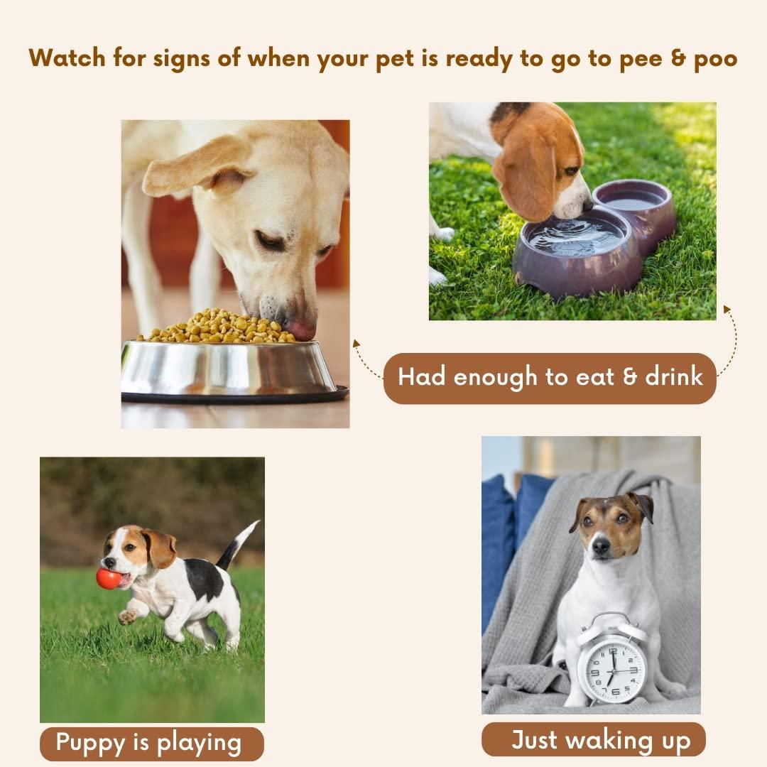 Natural Potty Training Spary for Dog & Cat (Pack of 2) 100ml each