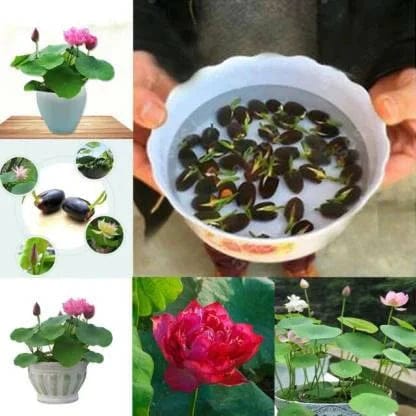 Lotus Mix Flower Seeds (Pack Of 40 Seeds)