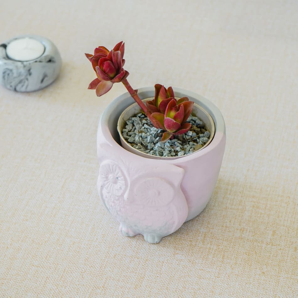Owl - Concrete Planter And Pen Holder