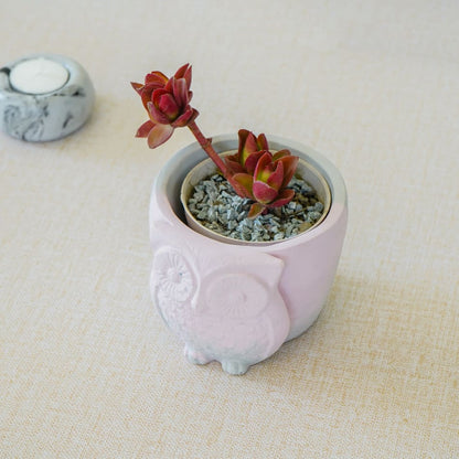 Owl - Concrete Planter And Pen Holder